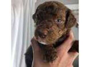 Mutt Puppy for sale in Auburn, MI, USA