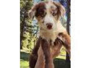 Australian Shepherd Puppy for sale in Spokane, WA, USA