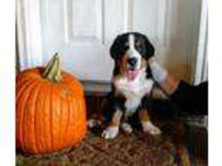 Greater Swiss Mountain Dog Puppy for sale in Ridgely, TN, USA