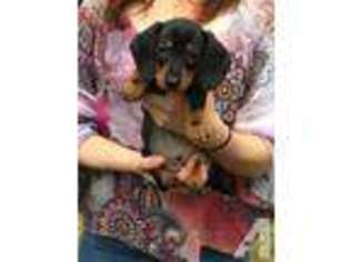 Dachshund Puppy for sale in MURRYSVILLE, PA, USA