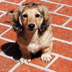 Dachshund Puppy for sale in La Mesa, CA, USA