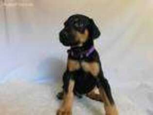 Doberman Pinscher Puppy for sale in Heber Springs, AR, USA