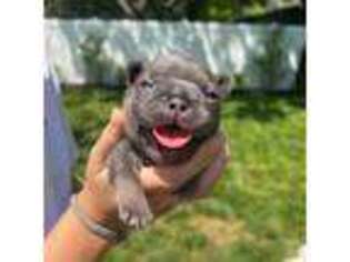 French Bulldog Puppy for sale in Atco, NJ, USA