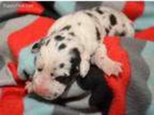 Great Dane Puppy for sale in Lagrange, IN, USA