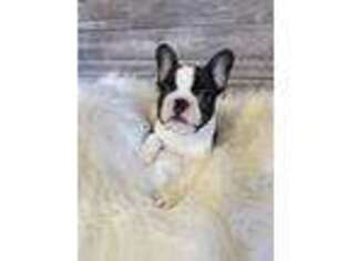 French Bulldog Puppy for sale in Gainesville, MO, USA