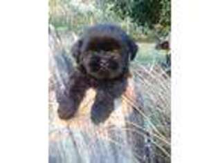 Lhasa Apso Puppy for sale in Bell, FL, USA