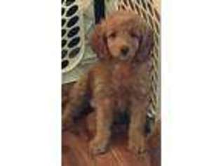 Goldendoodle Puppy for sale in Plainfield, IN, USA