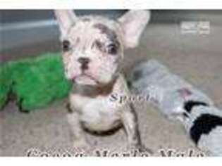 French Bulldog Puppy for sale in Statesboro, GA, USA