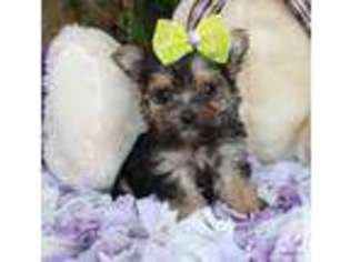 Yorkshire Terrier Puppy for sale in LA RUSSELL, MO, USA
