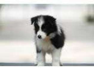 Border Collie Puppy for sale in Bryan, TX, USA