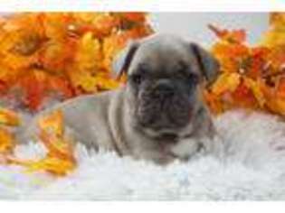 French Bulldog Puppy for sale in Tuscaloosa, AL, USA