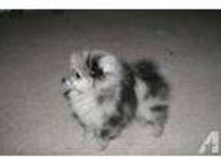 Pomeranian Puppy for sale in ARLINGTON, VA, USA