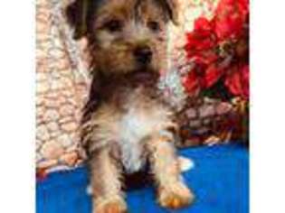 Yorkshire Terrier Puppy for sale in West New York, NJ, USA