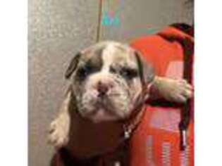 French Bulldog Puppy for sale in New Castle, PA, USA