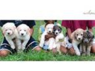 Labradoodle Puppy for sale in Fredericksburg, VA, USA