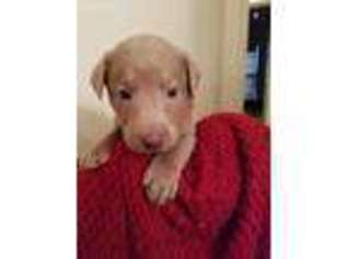 Labrador Retriever Puppy for sale in Red Oak, IA, USA