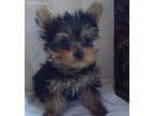 Yorkshire Terrier Puppy for sale in Fishers, IN, USA
