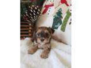 Yorkshire Terrier Puppy for sale in Wooster, OH, USA