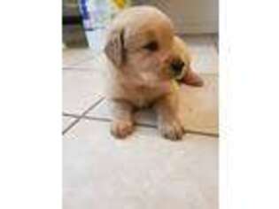 Golden Retriever Puppy for sale in Manor, TX, USA
