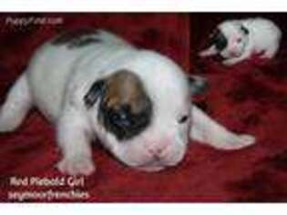 French Bulldog Puppy for sale in Seymour, IN, USA