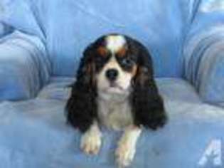 Cavalier King Charles Spaniel Puppy for sale in LAKESIDE, OR, USA