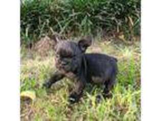 French Bulldog Puppy for sale in North Little Rock, AR, USA