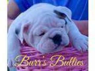 Bulldog Puppy for sale in Peachland, NC, USA