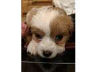 Cavachon Puppy for sale in Homer, GA, USA
