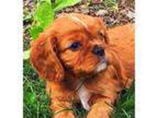 Cavalier King Charles Spaniel Puppy for sale in Tuscola, TX, USA