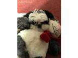 Mutt Puppy for sale in Nova, OH, USA
