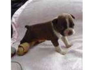 Boston Terrier Puppy for sale in JACKSONVILLE, NC, USA