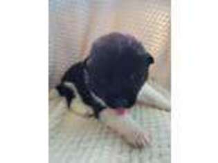 Akita Puppy for sale in Americus, GA, USA