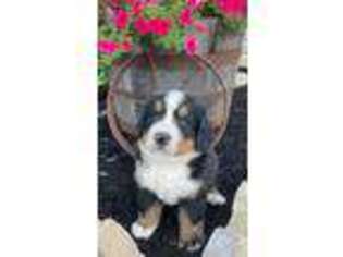 Bernese Mountain Dog Puppy for sale in Winchester, OH, USA