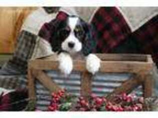 Cavalier King Charles Spaniel Puppy for sale in Winesburg, OH, USA