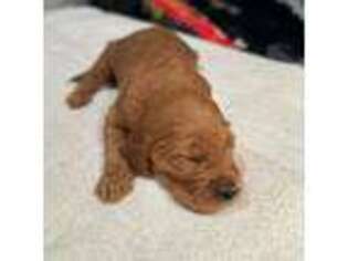 Goldendoodle Puppy for sale in Ashland City, TN, USA