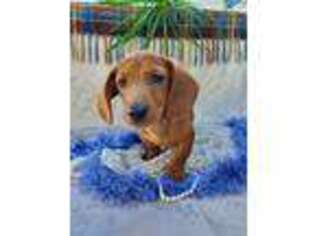 Dachshund Puppy for sale in Stanley, WI, USA