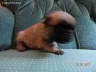 Pug Puppy for sale in Cumberland, IA, USA