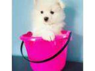 Pomeranian Puppy for sale in Fall River, MA, USA