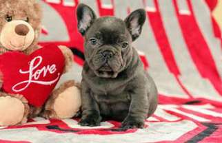 French Bulldog Puppy for sale in Tolar, TX, USA