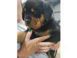 Rottweiler Puppy for sale in Whitesboro, TX, USA