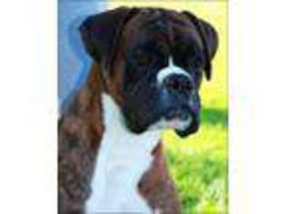 Boxer Puppy for sale in Show Low, AZ, USA