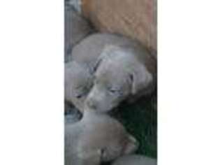 Labrador Retriever Puppy for sale in Sullivan, IL, USA