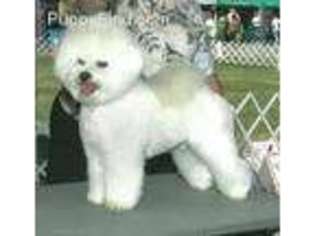Bichon Frise Puppy for sale in Beckley, WV, USA