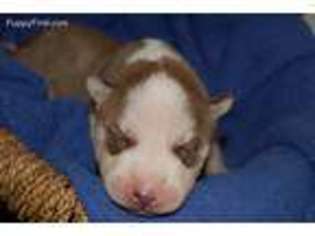 Siberian Husky Puppy for sale in Gordon, GA, USA