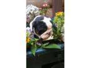 Bulldog Puppy for sale in Demorest, GA, USA