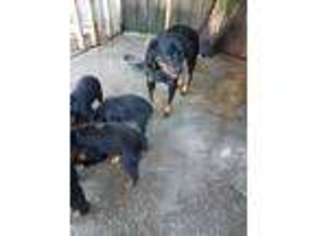 Rottweiler Puppy for sale in Brandon, FL, USA