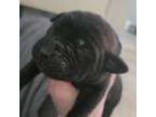 Mastiff Puppy for sale in Albany, GA, USA