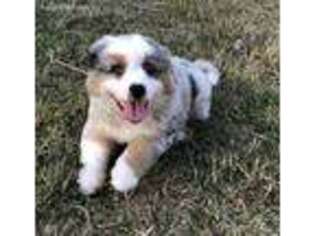 Australian Shepherd Puppy for sale in Kingsbury, TX, USA