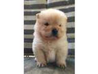 Chow Chow Puppy for sale in Nashville, TN, USA