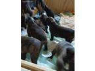 Boxer Puppy for sale in North Smithfield, RI, USA